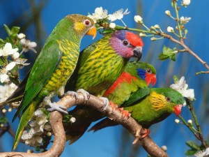 7897passaros 300x225 7897passaros