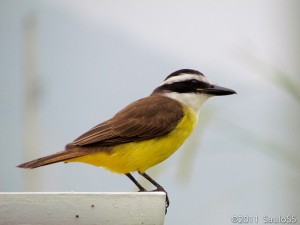 Bem Te Vi Pitangus sulphuratus 300x225 Bem Te Vi (Pitangus sulphuratus)