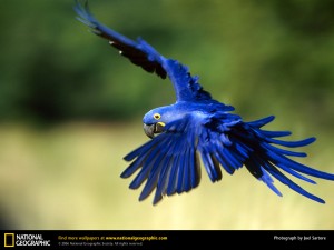 araraazul 300x225 araraazul