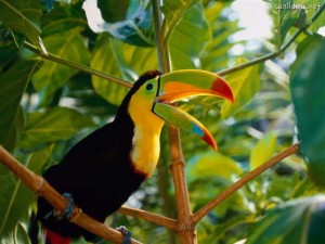 bird1tucano 300x225 bird1tucano