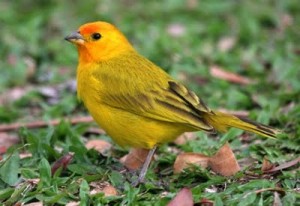 canariodaterrabrasileiro 300x206 canariodaterrabrasileiro