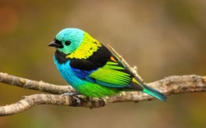 passaro saira sete cores birdwatching 1320695638754 560x350 300x187 passaro saira sete cores birdwatching 1320695638754 560x350