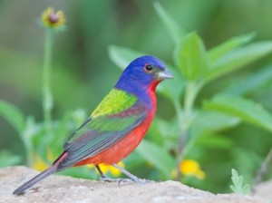 passaros coloridos foto09a 300x224 Painted Bunting