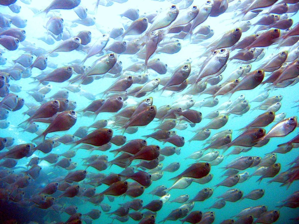 passo-a-passo-montagem-aquario-agua-doce