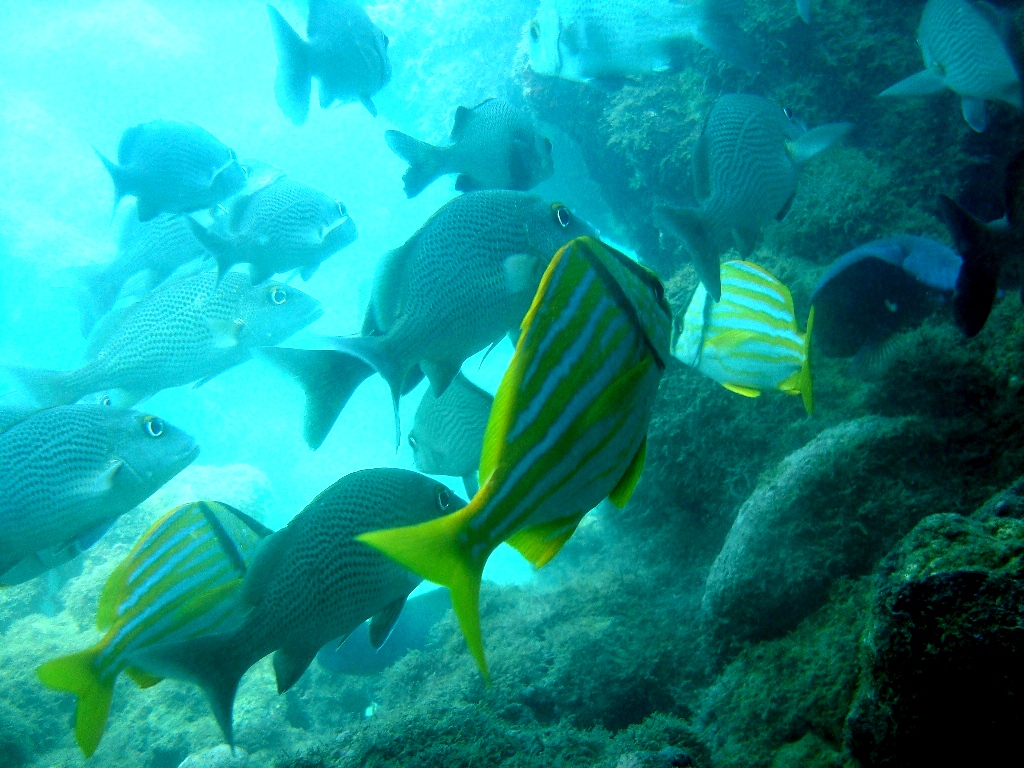 passo-a-passo-montagem-aquario-agua-doce1