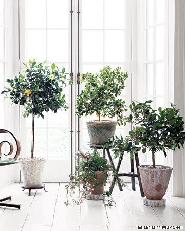jardim interno martha_stewart_la103148_0108_citrus_xl_rect540