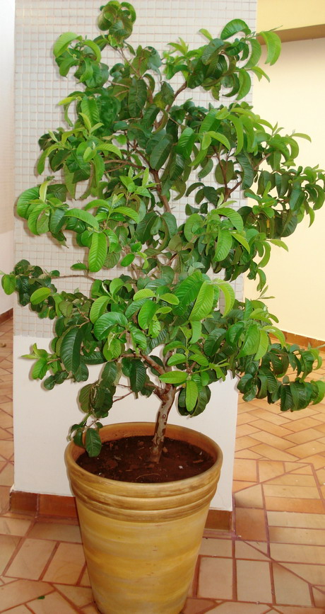 árvores-frutífera-em-vaso