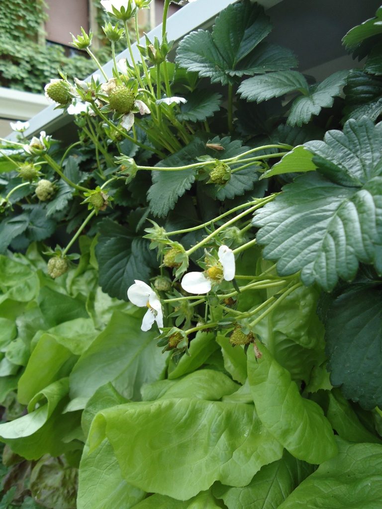 paola_lenti_milao_thoni_litsz_06