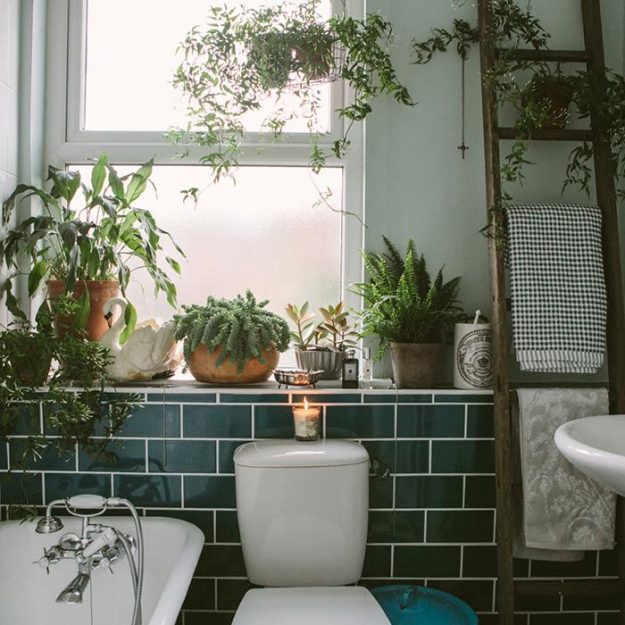 plants-for-bathrooms-delectable-1000-ideas-about-bathroom-plants-on-pinterest-plants-in